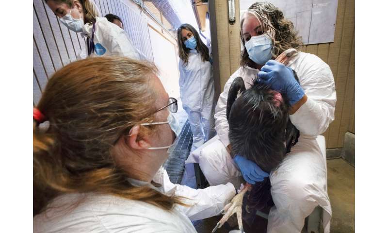 New vaccine expected to give endangered California condors protection against deadly bird flu