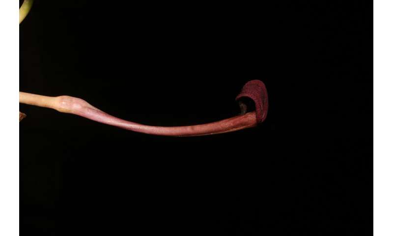 New water trumpet species found in Philippines