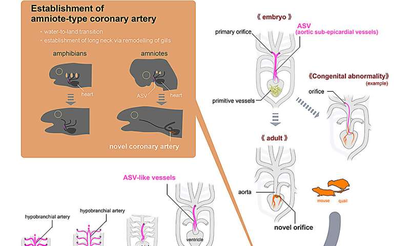 Origins of coronary arteries