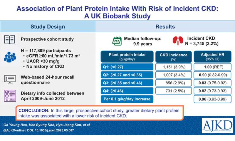 Plant-based protein intake may reduce kidney disease risk