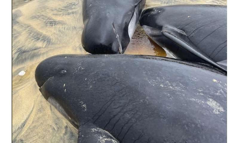 Pod of 55 pilot whales died after being stranded on a beach in Scotland