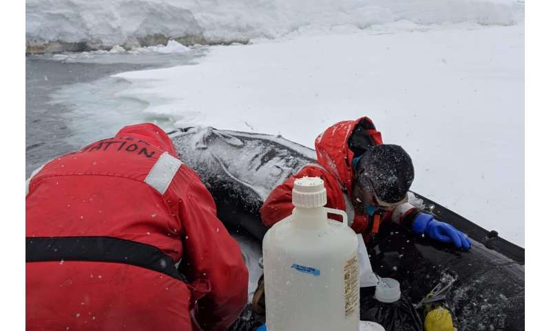 Polar experiments reveal seasonal cycle in Antarctic sea ice algae