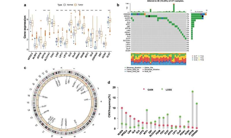 Prognostic value and immune infiltration analyses of cuproptosis-related genes in hepatocellular carcinoma
