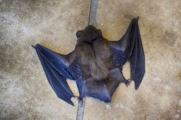 Protecting little brown bats from white-nose syndrome