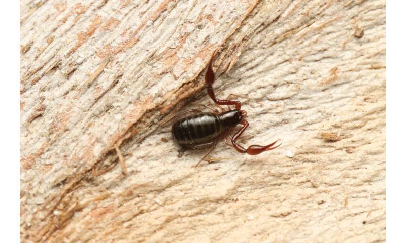 Pseudoscorpions of Israel: Two new family records discovered