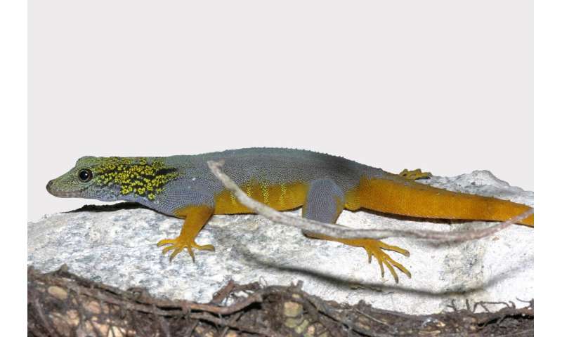 Psychedelic rock gecko among dozens of species in need of further conservation protection in Vietnam