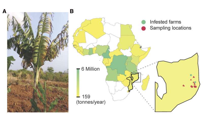 Rampant fungus jeopardizes banana production in Africa