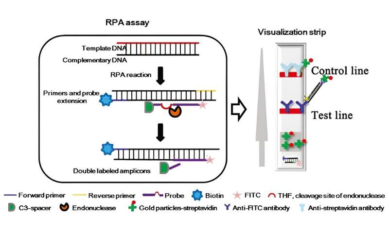 Rapid and visual detection of monkey B virus based on recombinase polymerase amplification