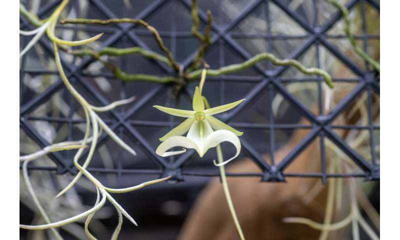 Rare Florida Ghost Orchid flowers in UK for first time ever