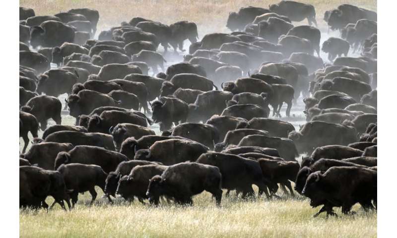 Rare US bison roundup rustles up hundreds to maintain health of the species