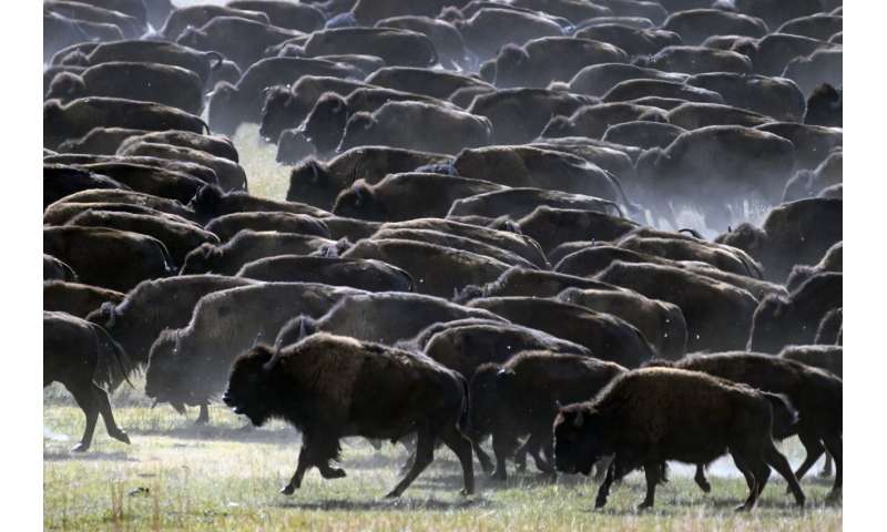 Rare US bison roundup rustles up hundreds to maintain health of the species