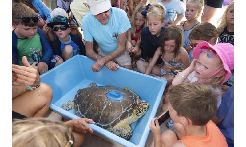 A rehabilitated turtle was released in the Florida Keys to participate in the Tour de Turtles