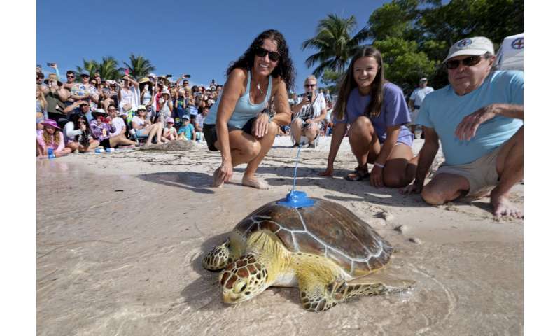 A rehabilitated turtle was released in the Florida Keys to participate in the Tour de Turtles