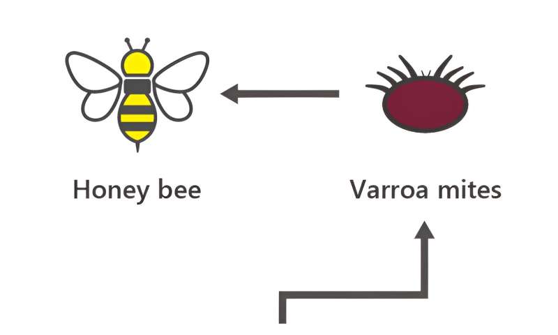 Research on bee virus origins uncovers buzz-worthy breakthrough