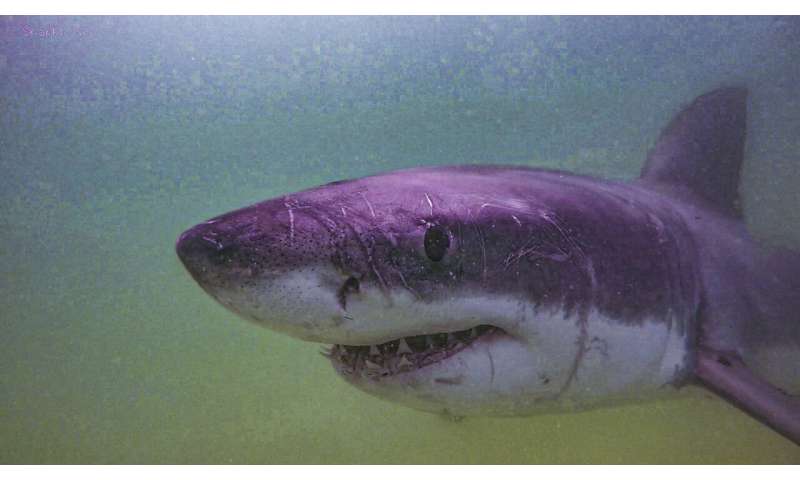 Researchers document 55 more white sharks in Cape Cod waters
