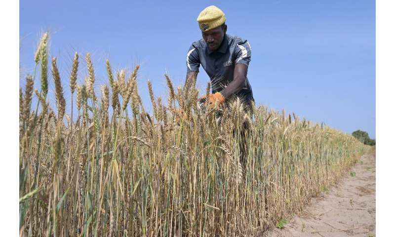 Researchers have tested hundreds of wheat varieties in Senegal
