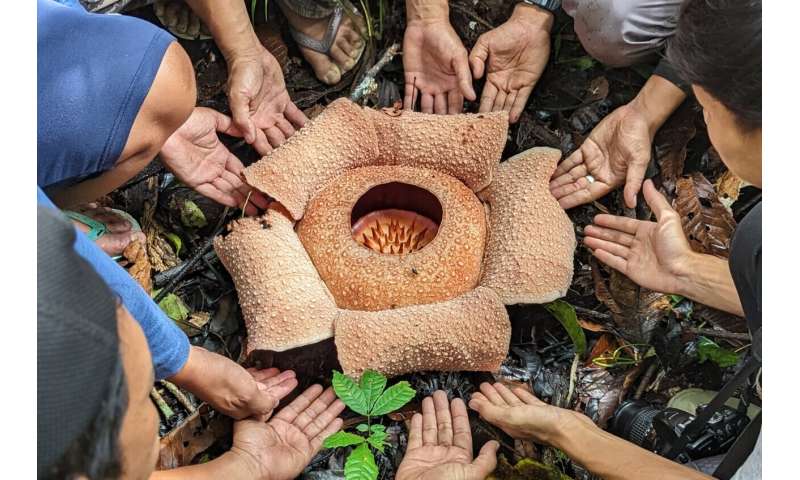 Investigadores hacen un llamado urgente para salvar de la extinción la flor más grande del mundo -Rafflesia-