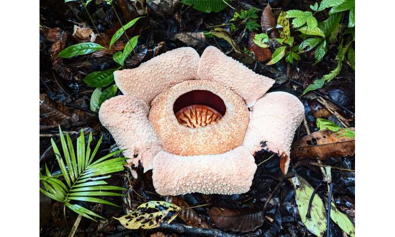 Researchers issue urgent call to save the world's largest flower -Rafflesia - from extinction