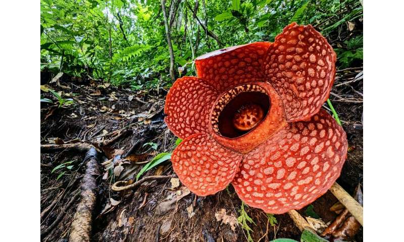 Researchers issue urgent call to save the world's largest flower -Rafflesia - from extinction