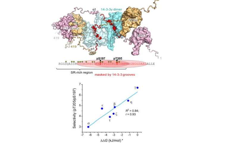 Role of mutation in nucleoprotein SARS-CoV-2