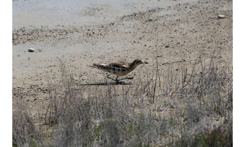Running for cover: a stone curlew darts across the mudflats of Albania's Narta lagoon