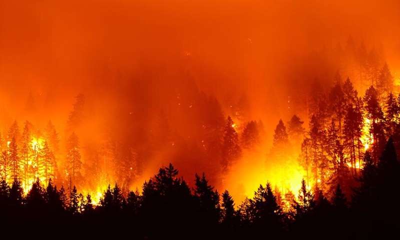 Saving forests using a fire detection system
