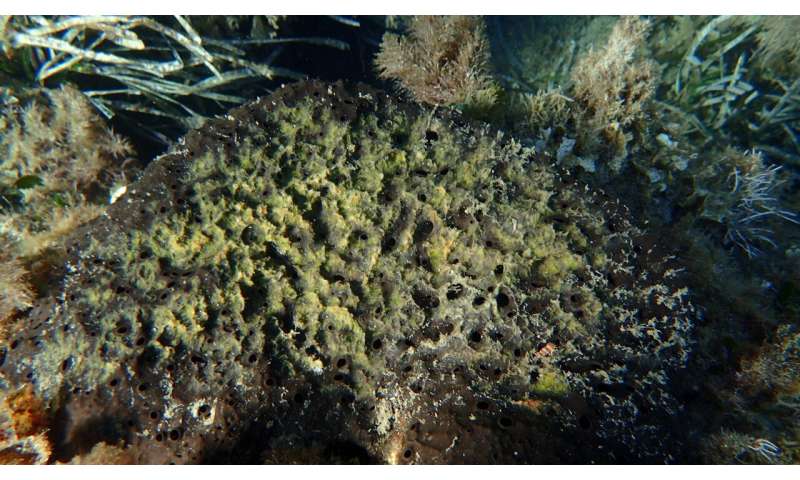 Scientists raise alarm as bacteria are linked to mass death of sea sponges weakened by warming Mediterranean