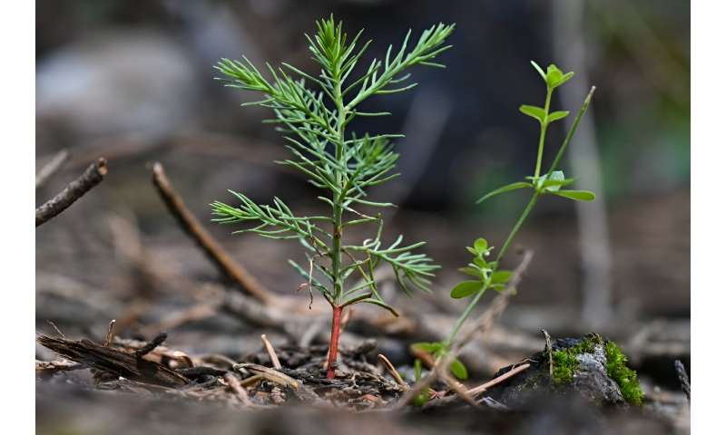 Seedlings survive best when fire has cleared the forest floor of duff, and the ash from the flames has nourished the soil