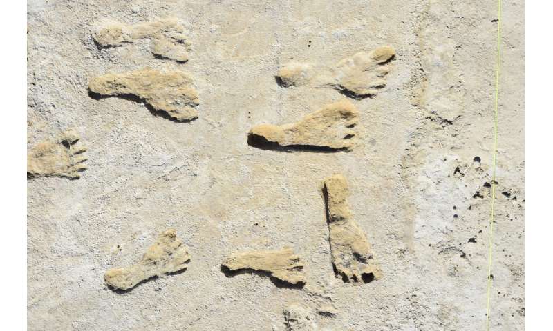Study confirms age of oldest fossil human footprints in North America