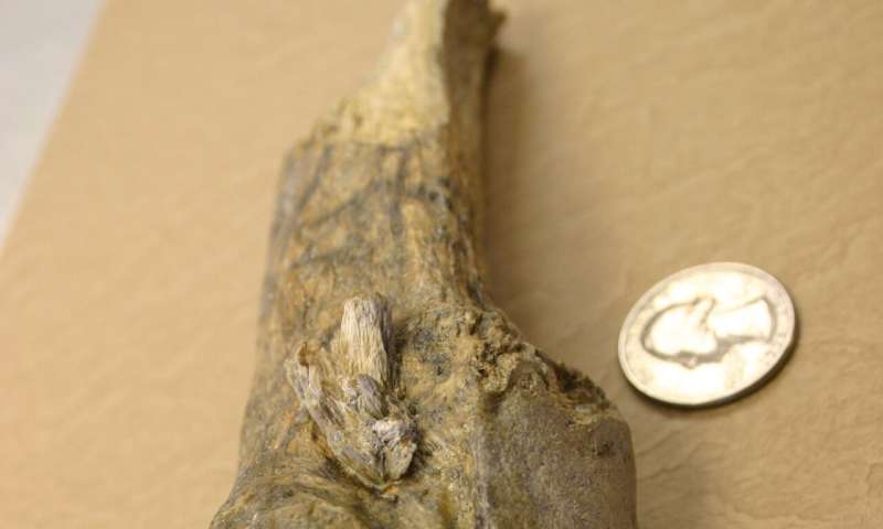 Texas A&M-led research team identifies oldest bone spear point In the Americas