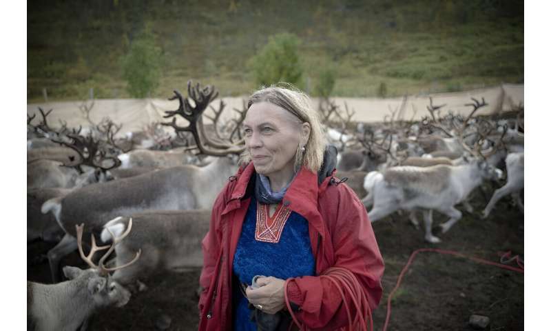 The animals are bred by the indigenous Sami reindeer herders that span northern Europe