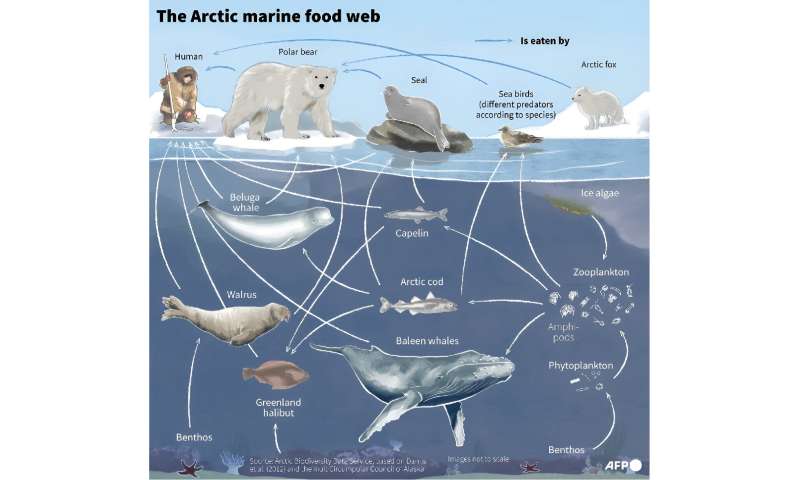 The Arctic marine food web