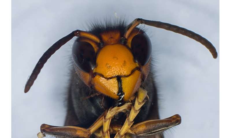 The Asian hornet has spread to Europe and the US, probably in freight cargo