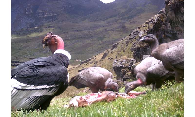 The death of a single condor is &quot;a great loss&quot; for the species because it reproduces so slowly, said Carlos Grimaldos, an expert with the Jaime Duque Foundation