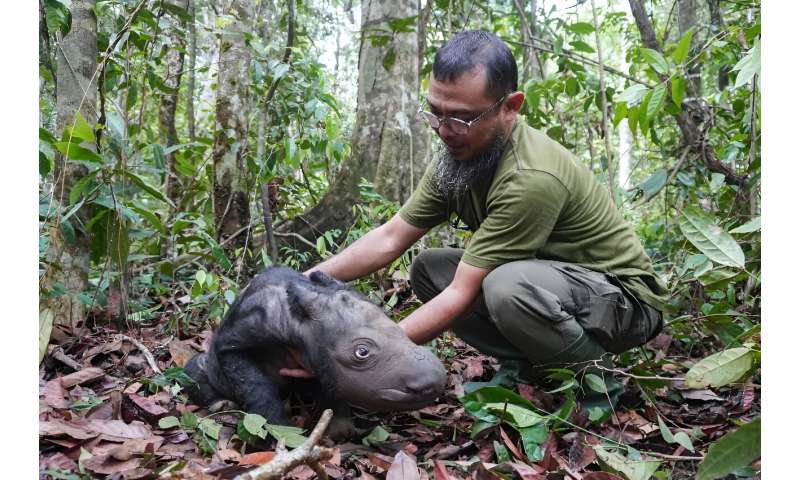 The International Union for Conservation of Nature classifies the Sumatran rhino, the smallest of all rhino species, as critically endangered