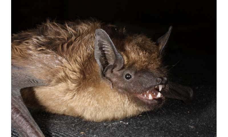 These bats use their penis as an &quot;arm&quot; during sex but not for penetration