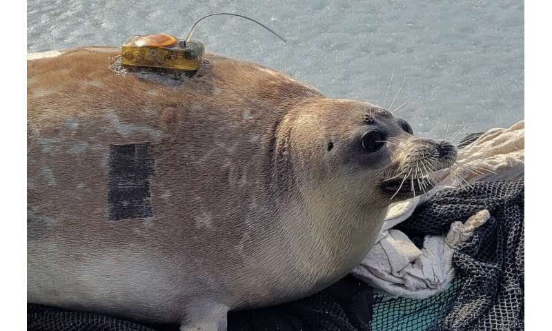 Transnational collaboration to save the Caspian seal