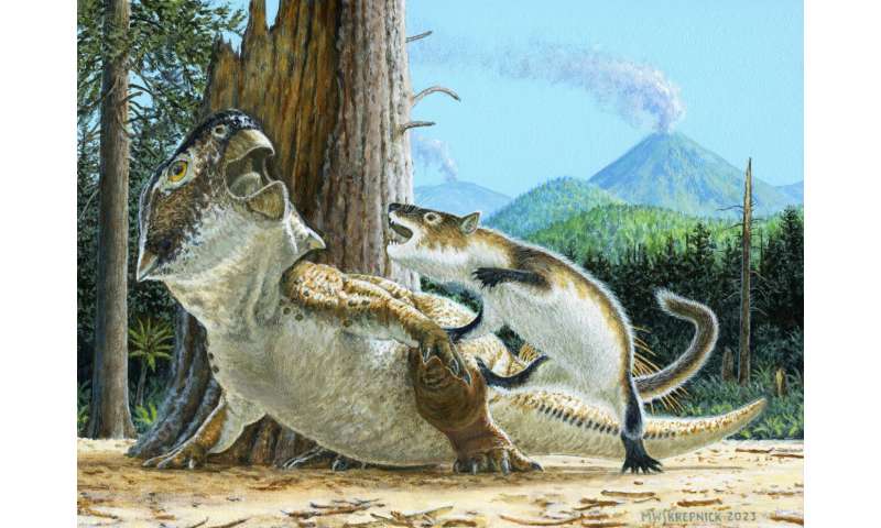 The rare fossil shows incredible evidence of a mammal attacking a dinosaur