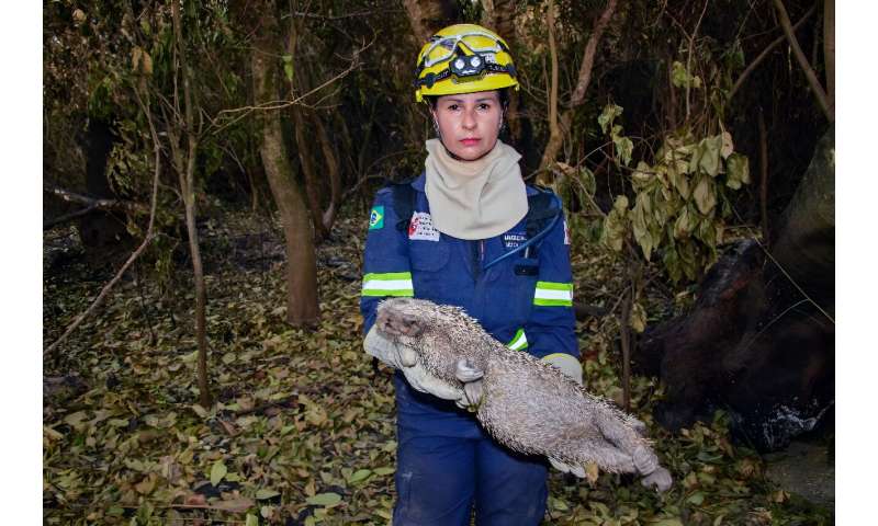 Veterinarian Aracelli Hammann holds a dead porcupine killed in the fires
