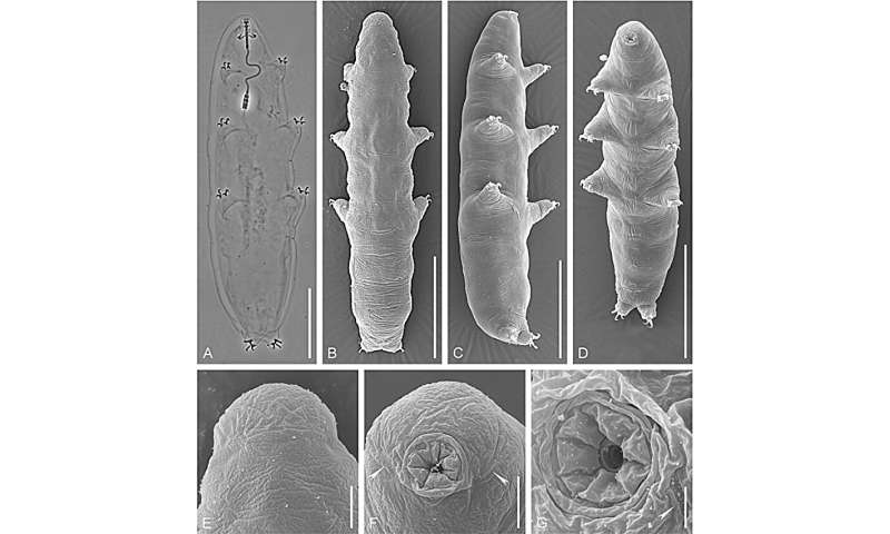 Zoologists isolate three families of tardigrades and disprove the claim about the discovery of 