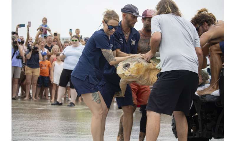 375-pound loggerhead sea turtle returns to Atlantic Ocean after 3 months of rehab in Florida