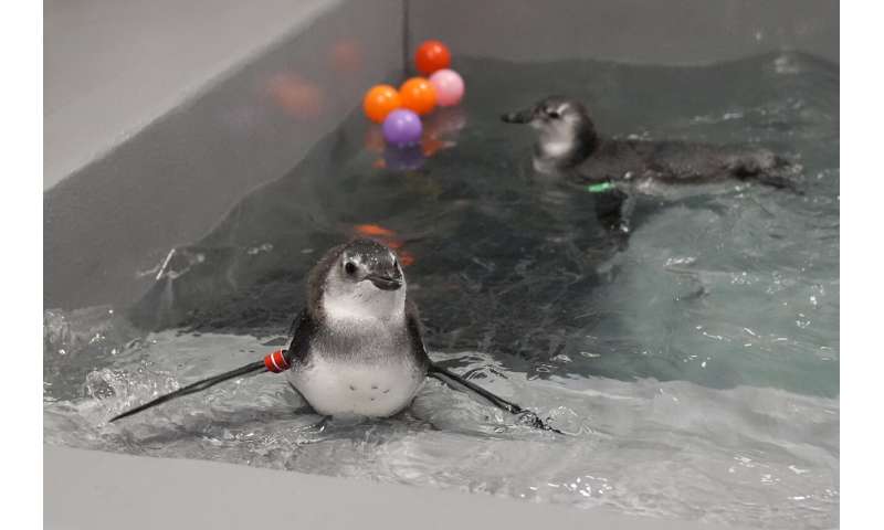 A baby boom of African penguin chicks hatches at a San Francisco science museum