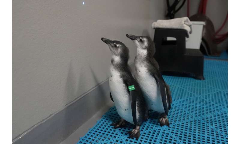 A baby boom of African penguin chicks hatches at a San Francisco science museum