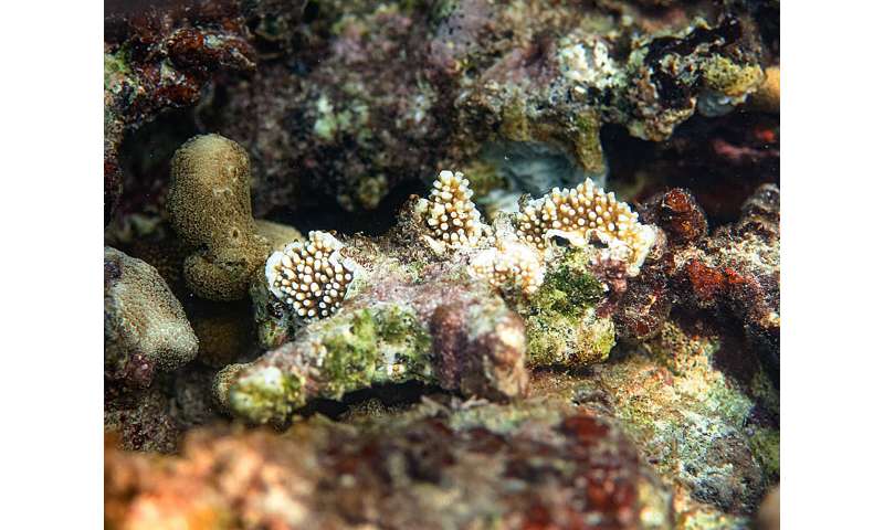 A Caribbean-wide restoration program - how to breed corals and reintroduce them into the wild on a large-scale