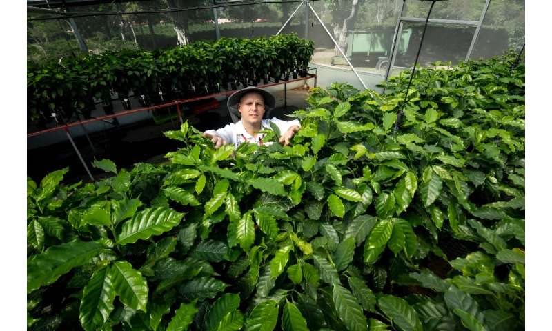 A geneticist at the Coffee Institute of Costa Rica works in a greenhouse with coffee plants that are used for genetic experiments