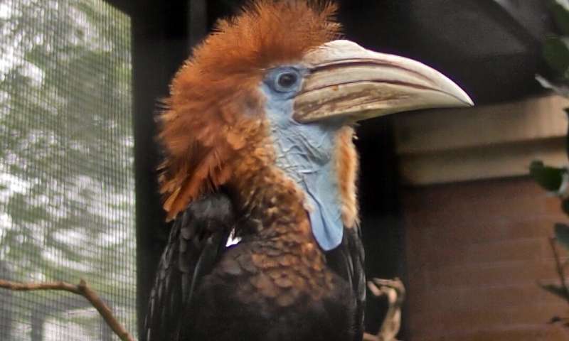 A bounty on their heads? Consequences of international trade for African hornbills in Cameroon