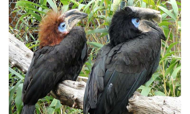 A bounty on their heads? Consequences of international trade for African hornbills in Cameroon