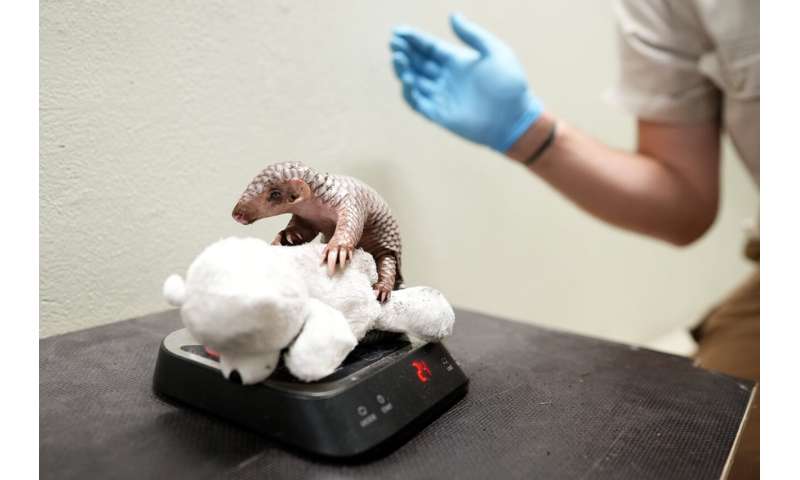 A second critically endangered Chinese pangolin is born in the Prague zoo in less than 2 years