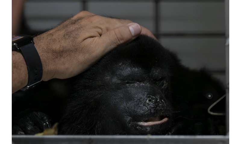 A sick howler monkey recovers at a clinic in southern Mexico after being taken there by residents