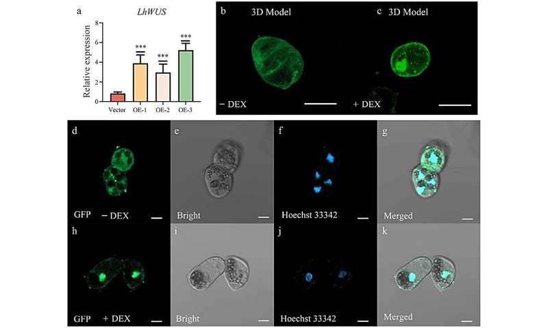A valuable tool for the precise control of TFs: DEX/GR inducible system in Liriodendron hybrids